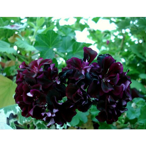 Семена Пеларгония плющелистная Котта Рио Гранд 3 шт (1 упаковка (O))