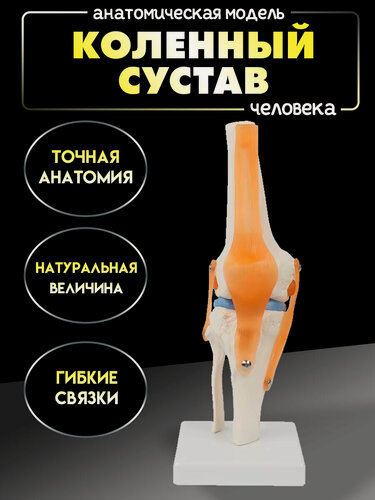 Изображение товара Анатомическая модель коленного сустава в натуральную величину на подставке, 3Д макет коленного сустава человека