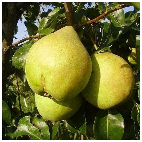 Саженец Груша плодовая Просто Мария груша плодовая нарядная ефимова pyrus communis крупномер саженец 250 300 см более 5 лет закрытая зкс