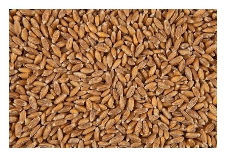 Пшеница спельта обрушенная на пищевые цели Чёрный хлеб, 500 г - фотография № 2