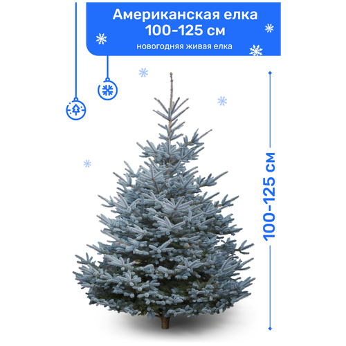 Ель Голубая, новогодняя живая елка, 100-125 см