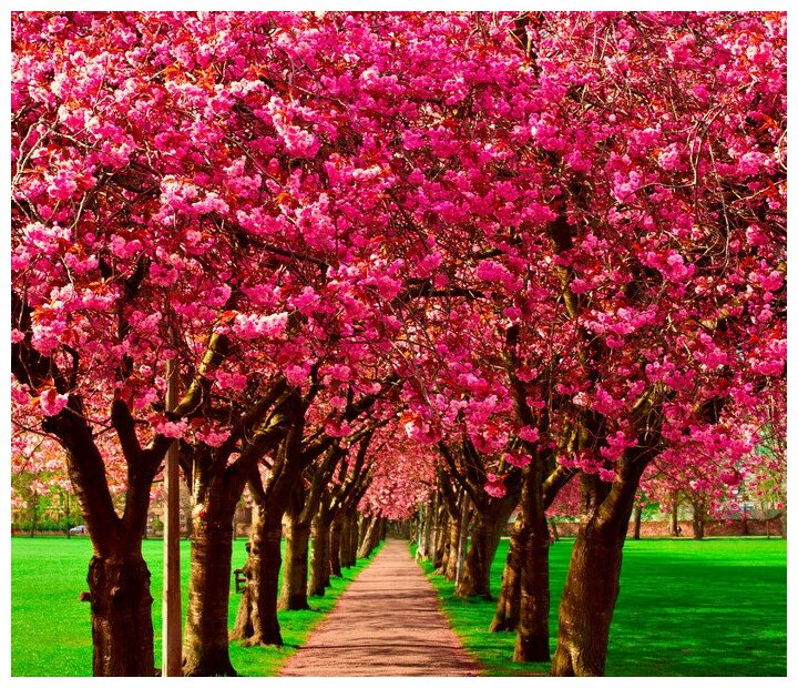Интерьерная картина-обогреватель WarmART "Аллея цветущей вишни" 60х60 см