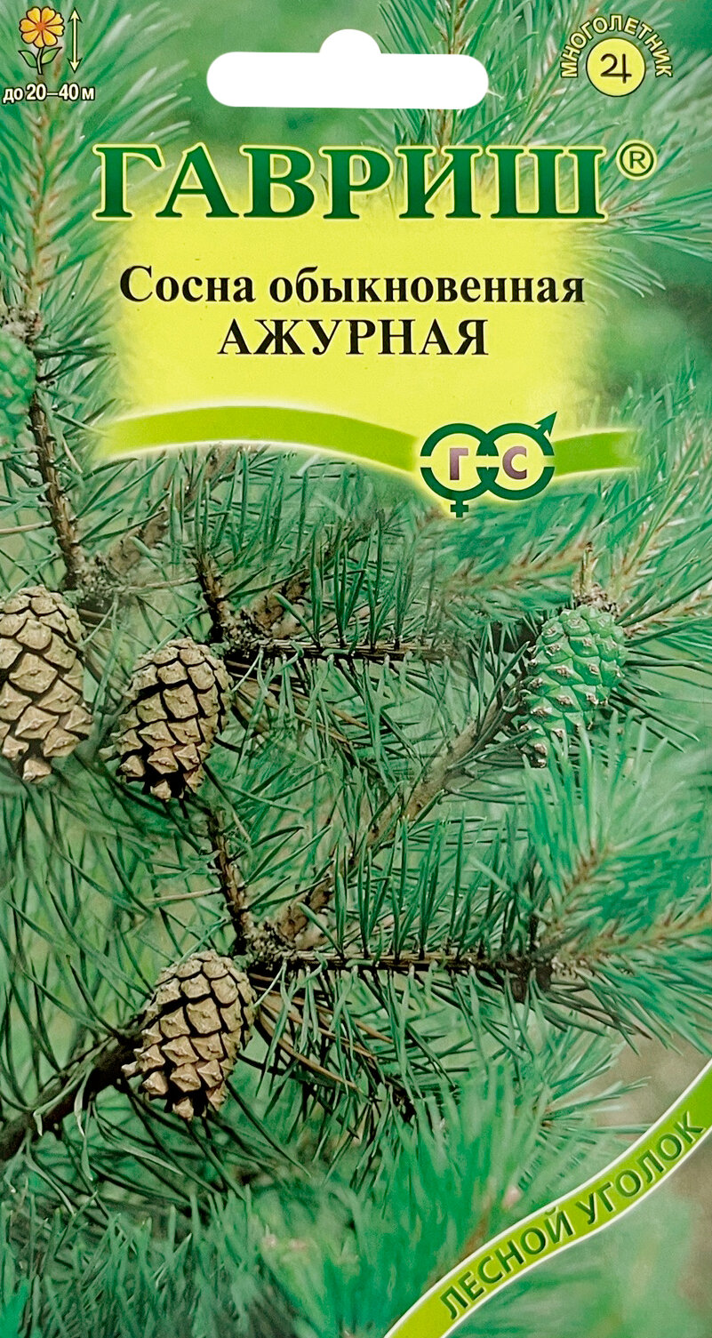 Сосна обыкновенная Ажурная* 02 г