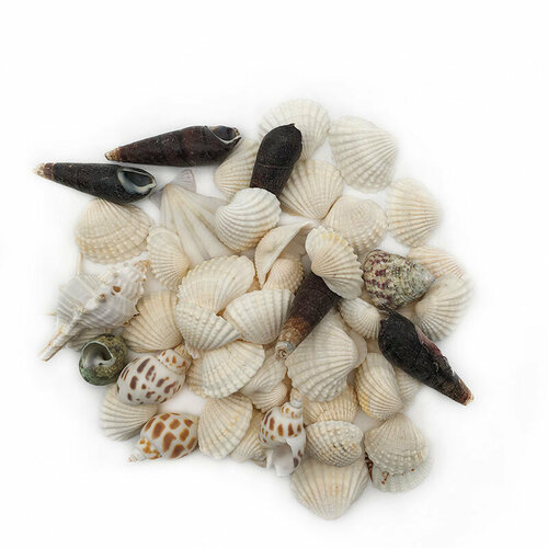 Набор ракушек для аквариума, ракушки морские для аквариума, террариума, ракушки для аквариума, ракушки, ракушки морские для декора, ракушки для декора, ракушки для творчества плешоп ассорти, в пакете, 130 гр