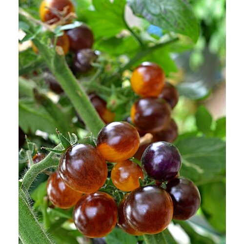 Томат Голубой шмель (лат. Solanum lycopersicum) Семена 10шт + подарок