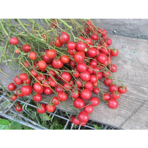 Томат Корейский стелющийся (лат. Solanum lycopersicum) Семена 10шт + подарок