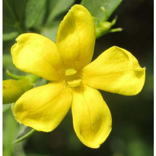 Жасмин кустарниковый (лат. Jasminum fruticans) семена 25шт + подарочек кельрейтерия метельчатая лат koelreuteria paniculata семена 25шт подарочек