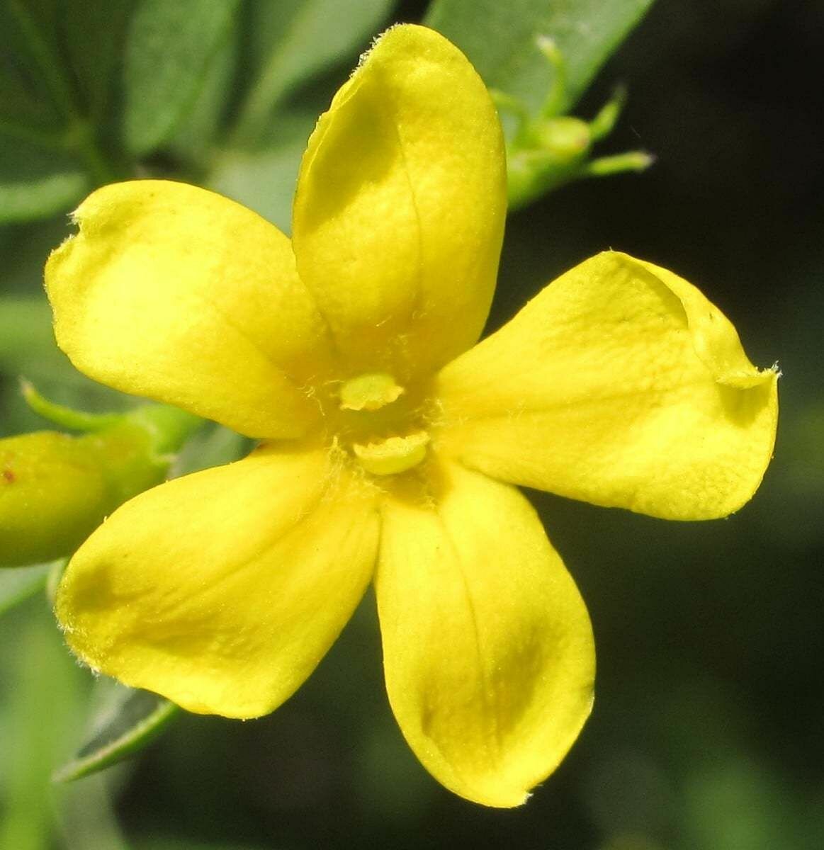 Жасмин кустарниковый (лат. Jasminum fruticans) семена 25шт + подарочек