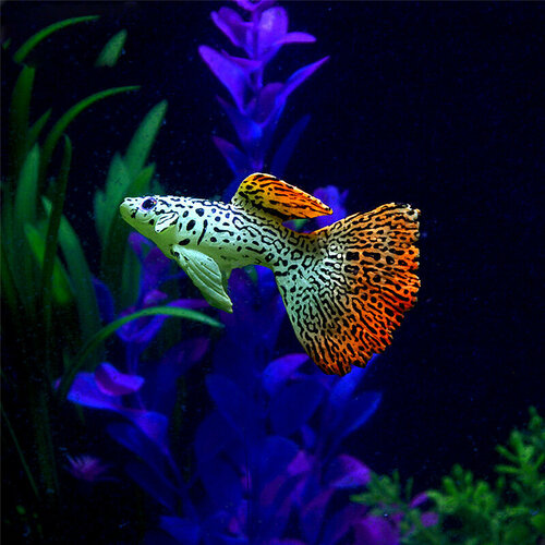 Рыбка силиконовая для аквариума плешоп декор для аквариума, на присоске, искусственная рыбка флуоресцентная светящаяся, зеленая, 1 шт