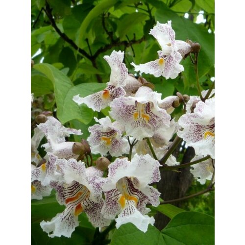 Семена Катальпа яйцевидная (Catalpa ovata), 25 штук крассула orangery crassula ovata 6 10