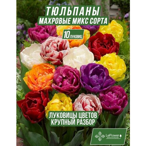Луковичные цветы тюльпан крупные махровые, 10шт (LeFlower)