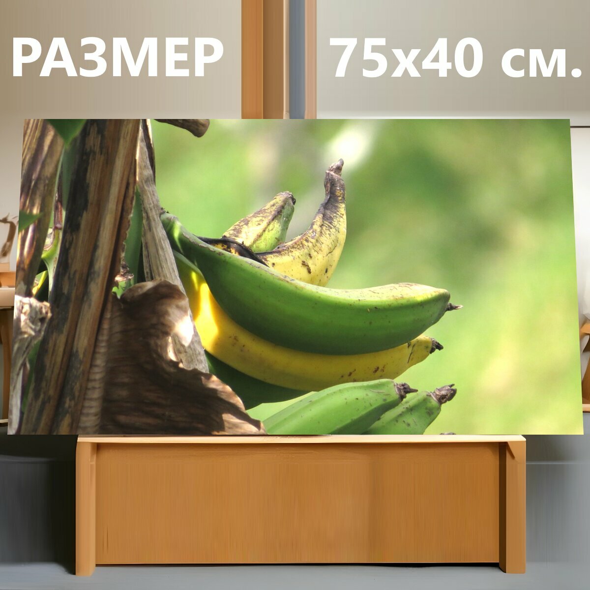 Картина на холсте "Картина, природа, банановой" на подрамнике 75х40 см. для интерьера