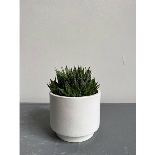 Алоэ аристата в белом кашпо 2800₽