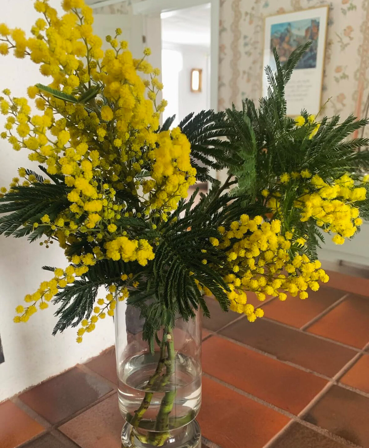Пучок мимозы в вазе