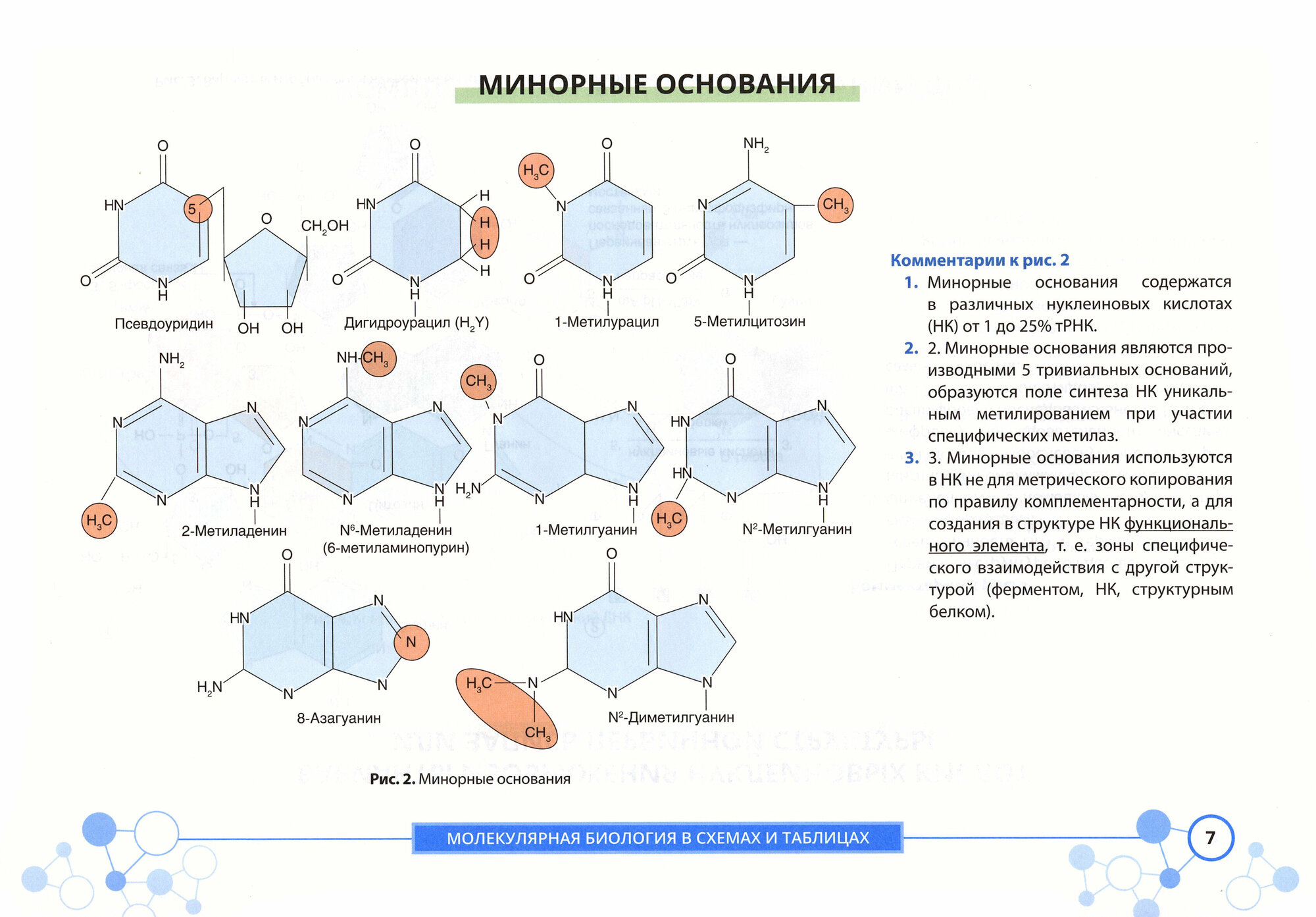 Молекулярная биология в схемах и таблицах - фото №3