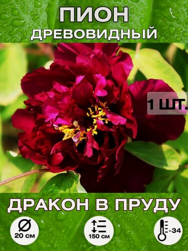 Изображение товара Пион Дракон в пруду, корневище