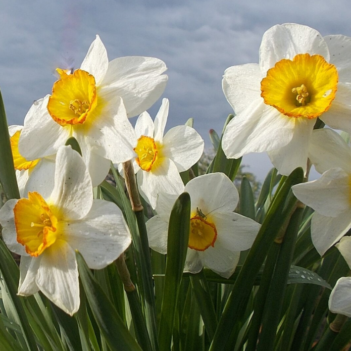 Луковицы Нарцисса FLOWER RECORD ( 3 шт )
