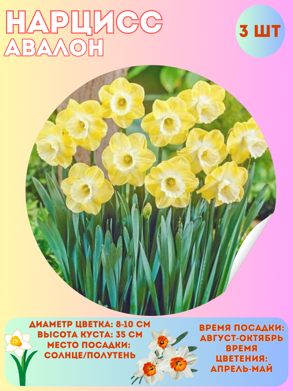 Нарцисс Авалон многолетние цветы луковицы 3 шт