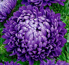 Семена цветов Астра королевский размер Синяя (01 гр.)