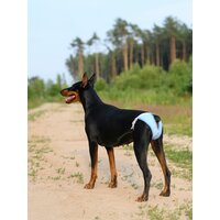 Многоразовые трусы для собак OSSO Fashion, р. XXS (талия 18-36, глубина 19 см), цвет голубой