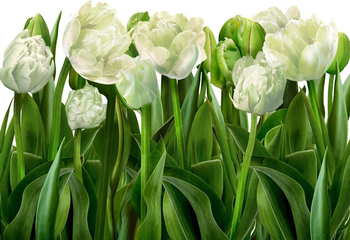 Моющиеся виниловые фотообои GrandPiK Белые тюльпаны, 200х145 см