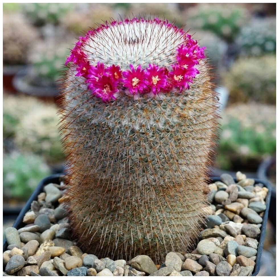 Семена Орешка Суккулент Кактус Mammillaria dixanthocentron P-322 10 шт.