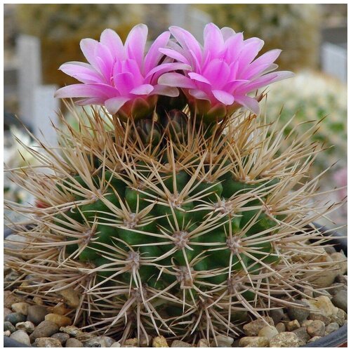 Семена Орешка Суккулент Кактус Gymnocalycium neuhuberi GN-77 10 шт. семена орешка суккулент кактус gymnocalycium terweemeanum 10 шт