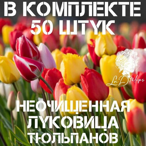 Луковицы цветов тюльпанов 50 штук неочищенных луковицы тюльпанов крупные цветной микс 10 штук