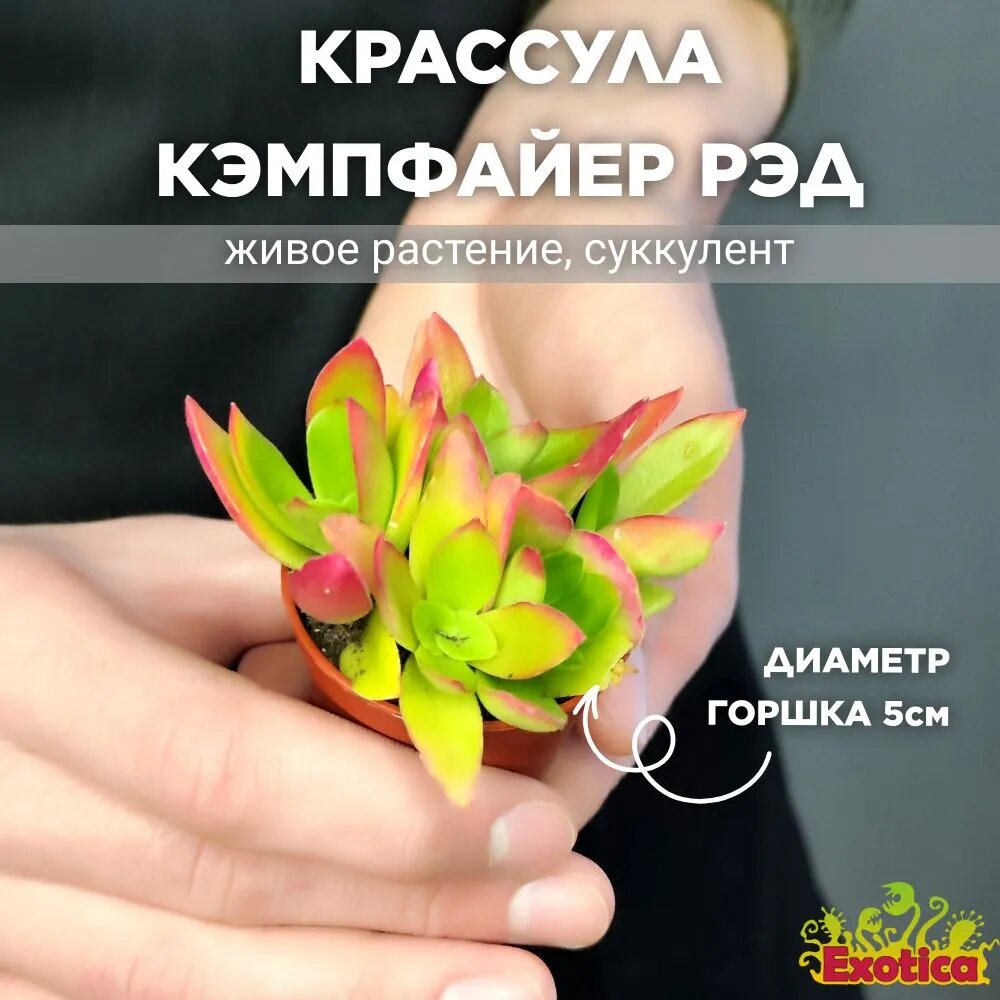 фото Крассула Капителла Кэмпфайер Ред (лат. Crassula Capitella Campfire Red) D5см