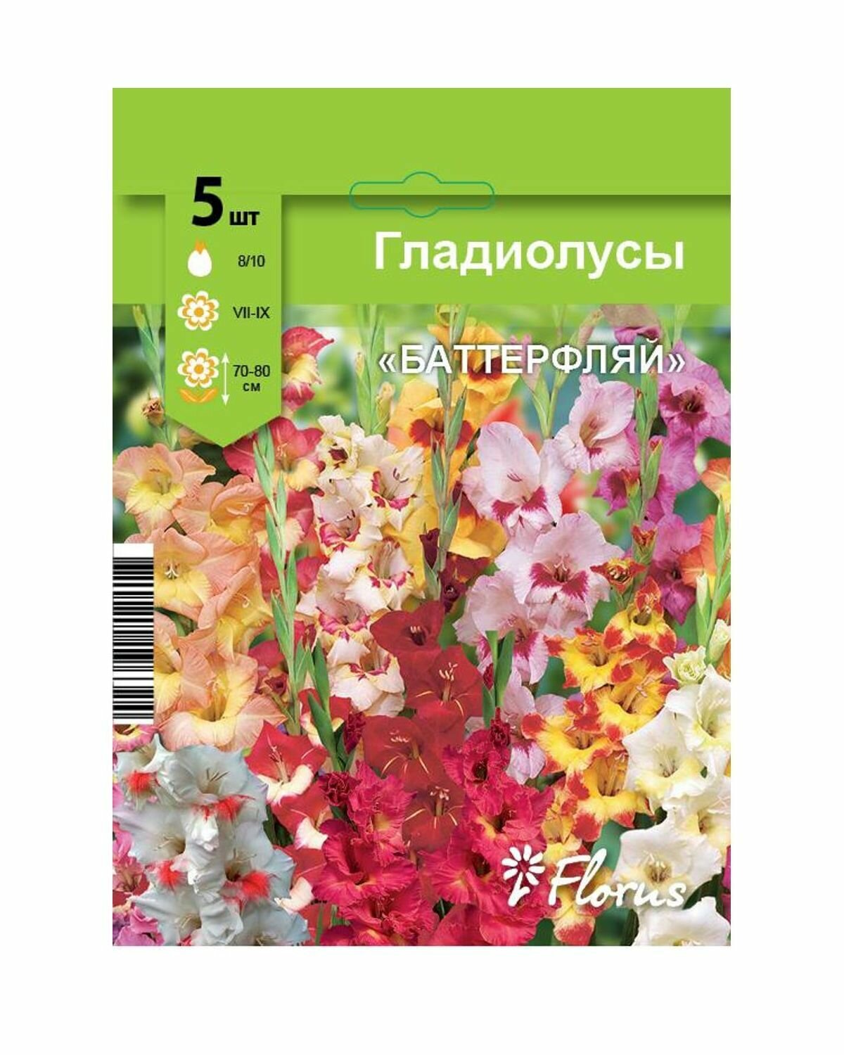Гладиолус 