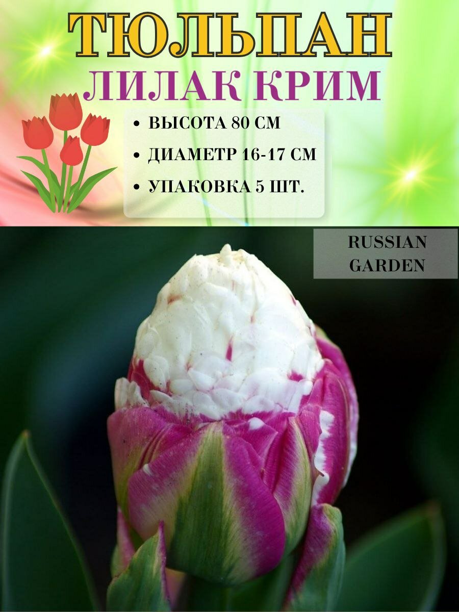 Тюльпан Лилак Крим, луковицы, 5штук