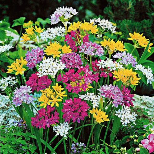 Луковицы цветов, chipollino flowers, аллиум MIX (10 луковиц) комбинированный, разноцветный