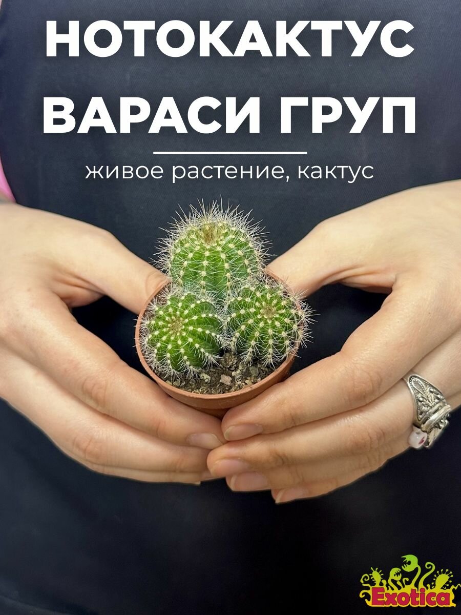 Нотокактус Вараси Груп  Notocactus Warasii Group  D5см  домашний цветок