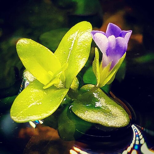 Бакопа каролинская - Bacopa caroliniana.