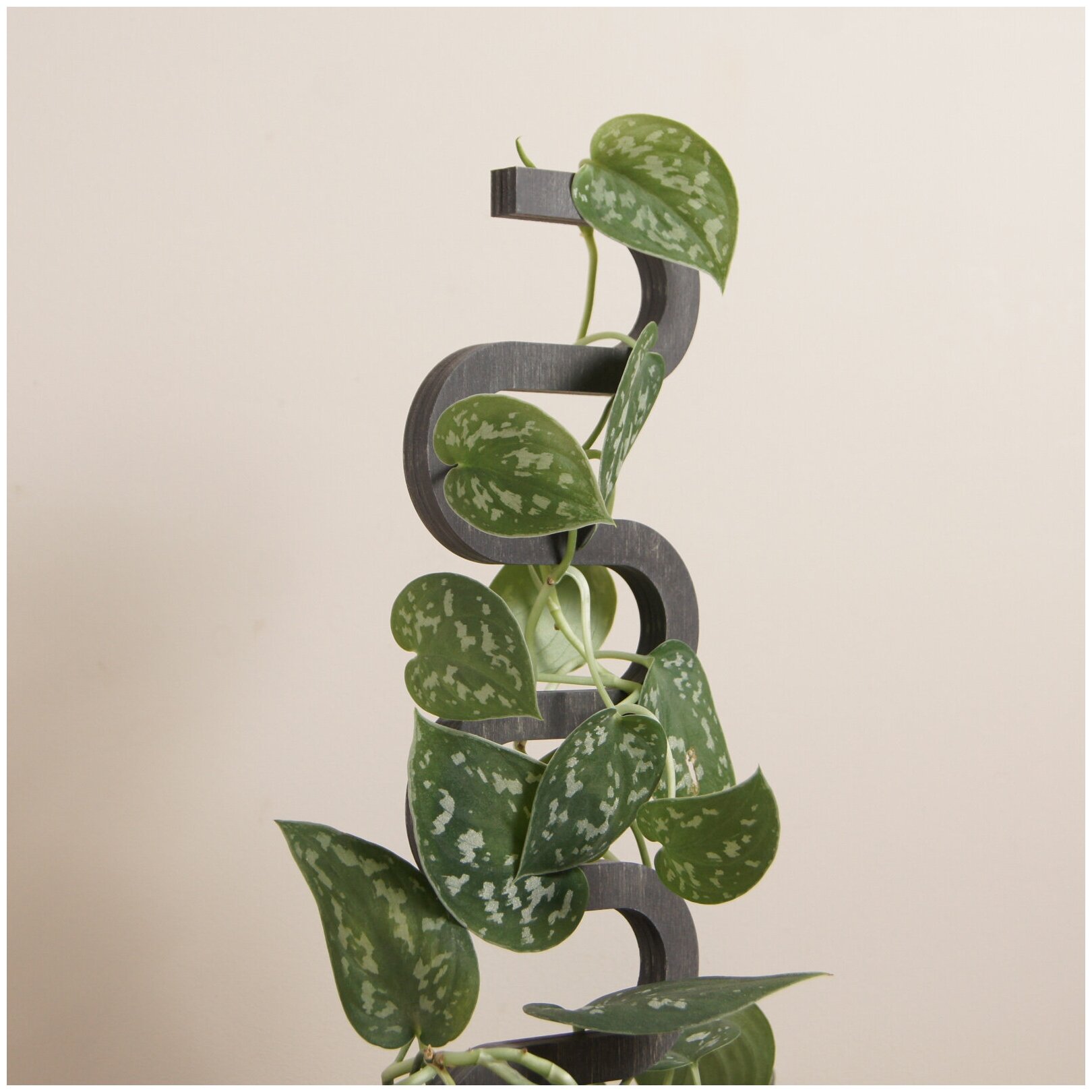 Опора для комнатных растений Cobra, черная, высота 60 см - фотография № 1
