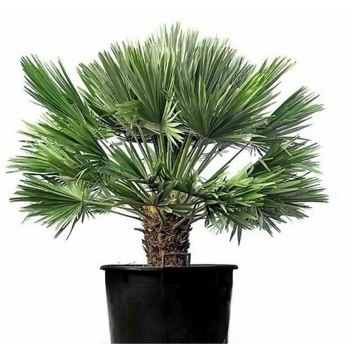 Семена Пальма Хамеропс приземистый (европейская веерная) / Chamaerops humilis, 5 штук