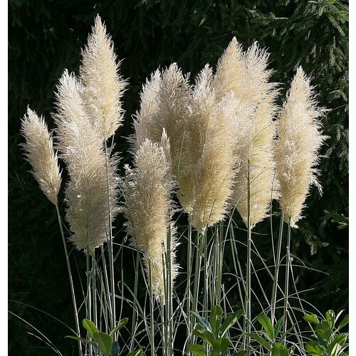 Пампасная трава - Кортадерия Селло (лат. Cortaderia selloana) семена 15шт + подарочные семена семена пампасная трава кортадерия лат cortaderia 12 шт