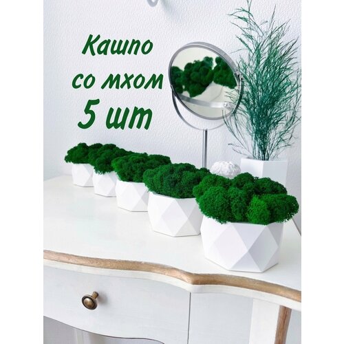 Кашпо и стабилизированный мох 2901₽