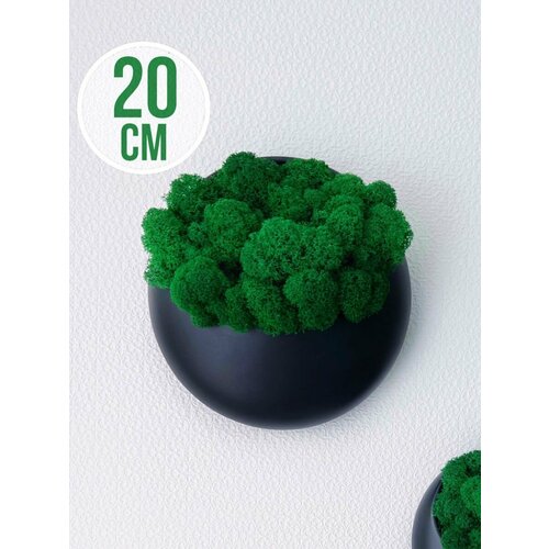 Настенное кашпо и стабилизированный мох 1599₽