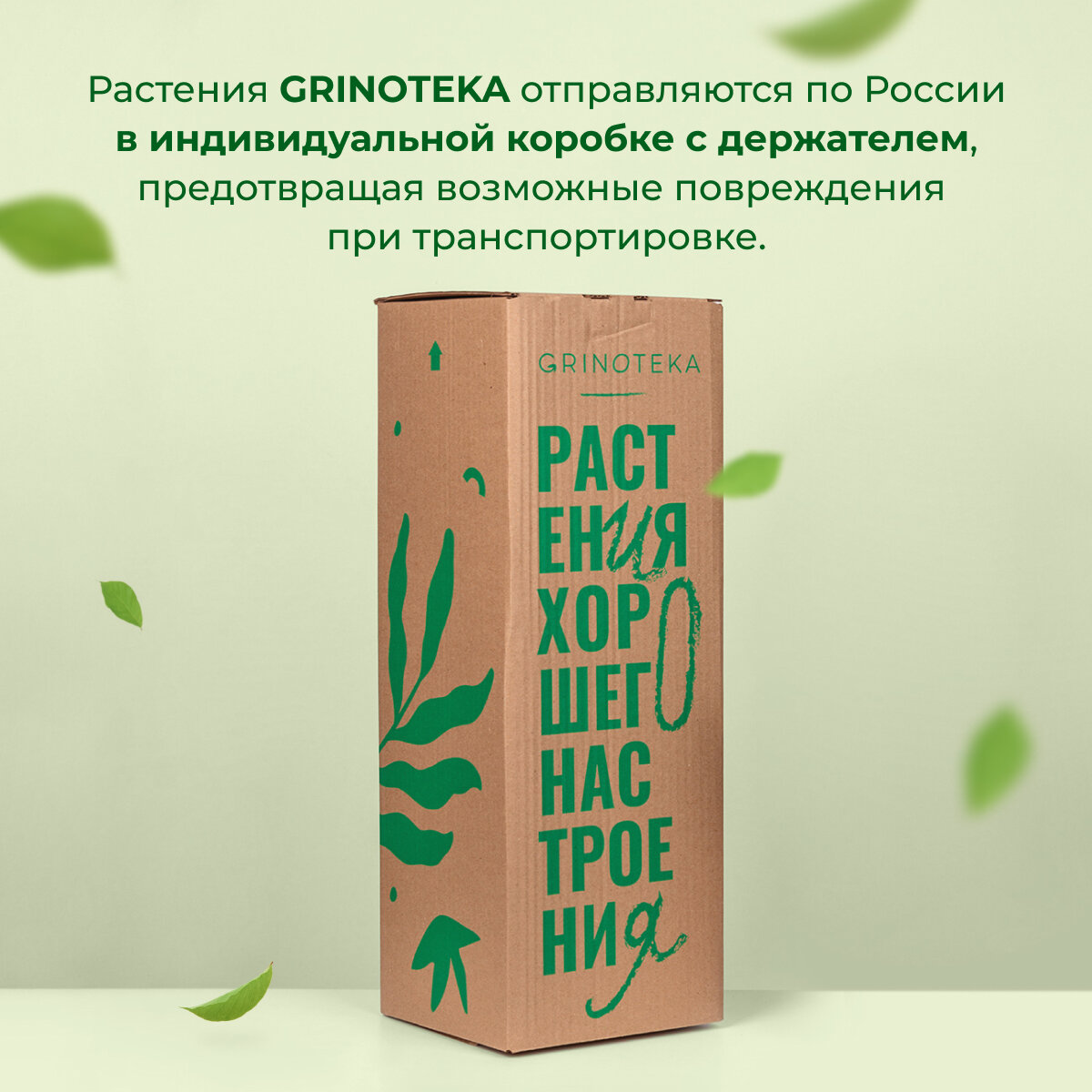Комплект 2 шт: Замиокулкас 12 30 Цикас революта 9 20 в тех. горшке