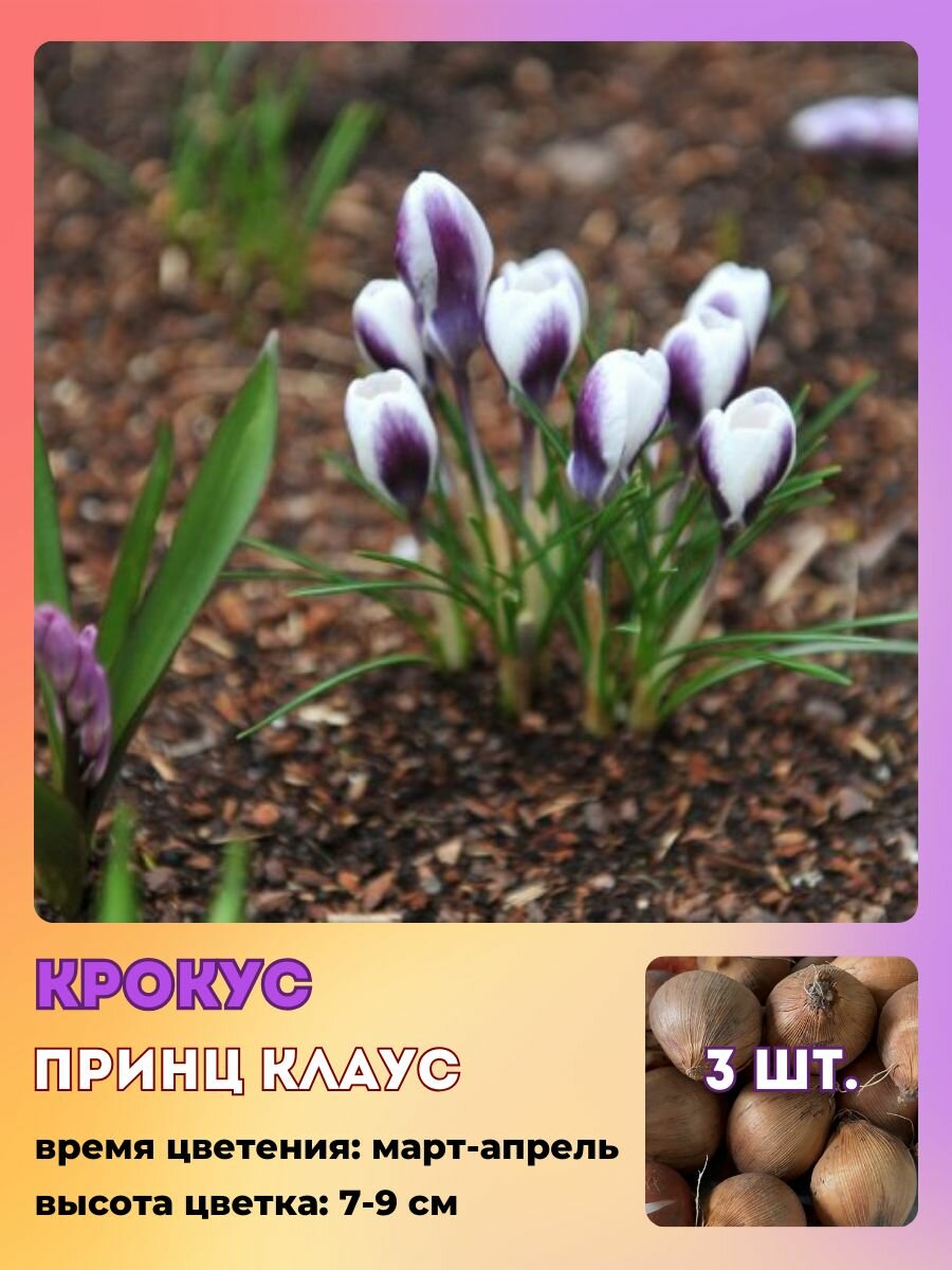 Крокус луковицы многолетних цветов 3 штуки