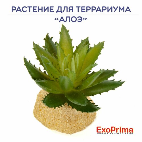 Растение для террариума EXOPRIMA Алое зелёное 5х5х5см 603₽