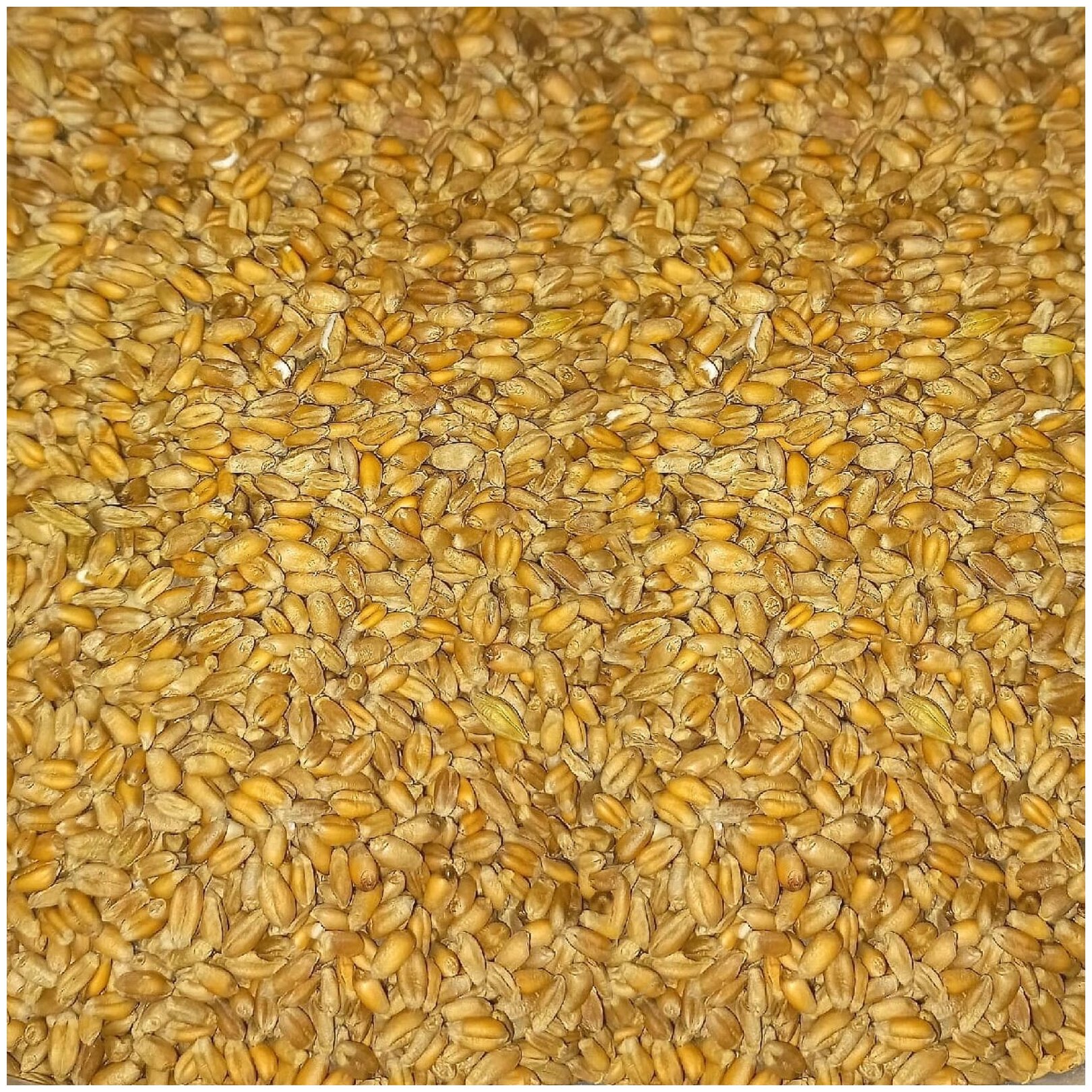 Пшеница 5 кг - фотография № 4