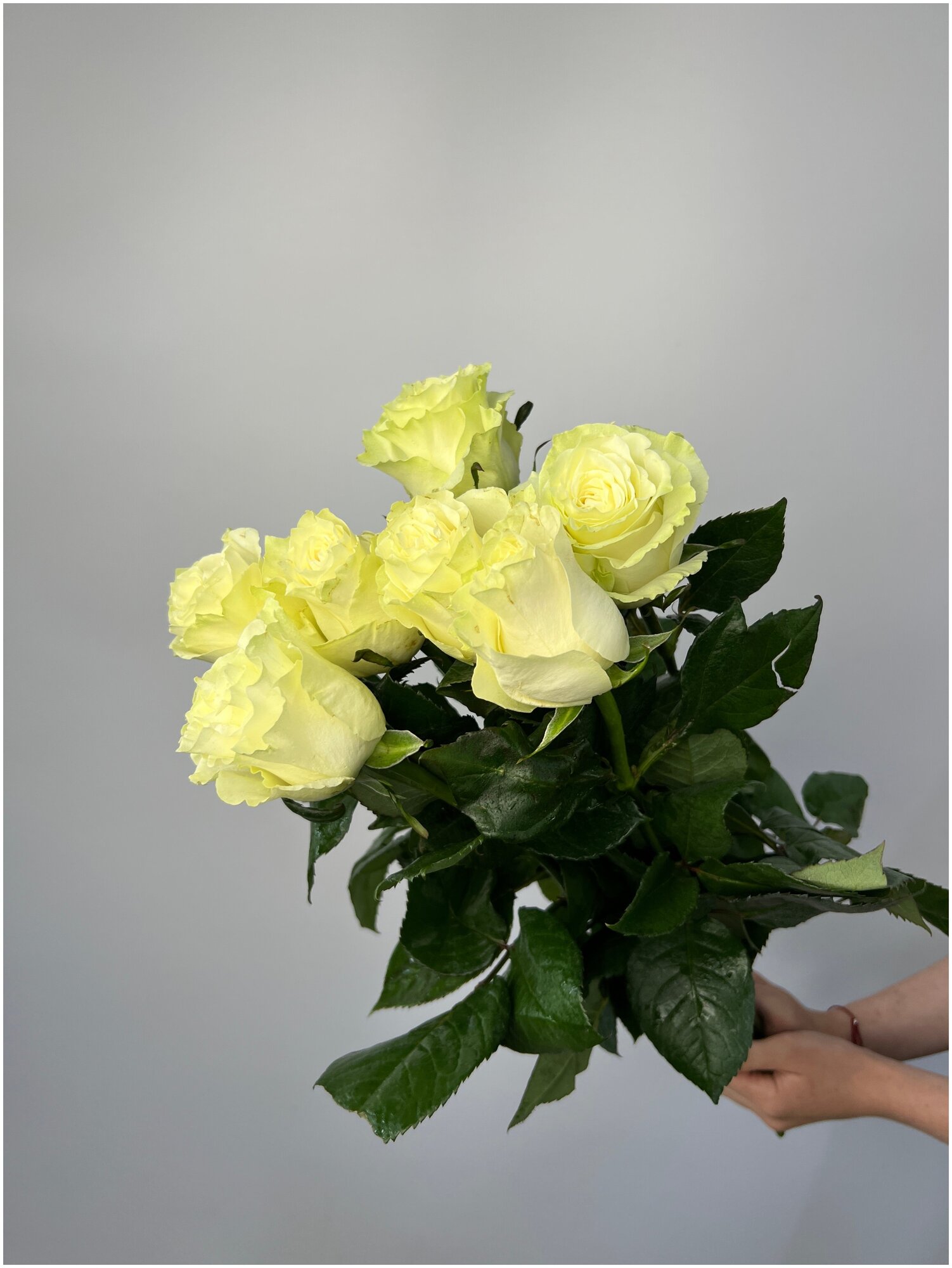 Роза мондиаль белая 70см