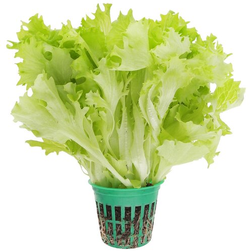 Горшок сетчатый с пробкой из минваты для выращивания салата с (салатный горшок, стаканчик сетчатый) зеленый, 10 шт.