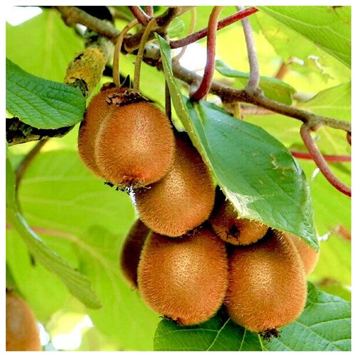 Киви обыкновенный (лат. Actinidia chinensis) семена 35шт + подарочек