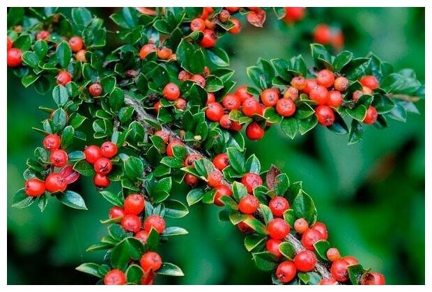 Кизильник горизонтальный (лат. Cotoneaster horizontalis) семена 25шт + подарочек