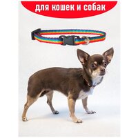 Ошейник для собак и кошек Petsare ширина 10 мм, XS, обхват шеи 18-26 см разноцветный