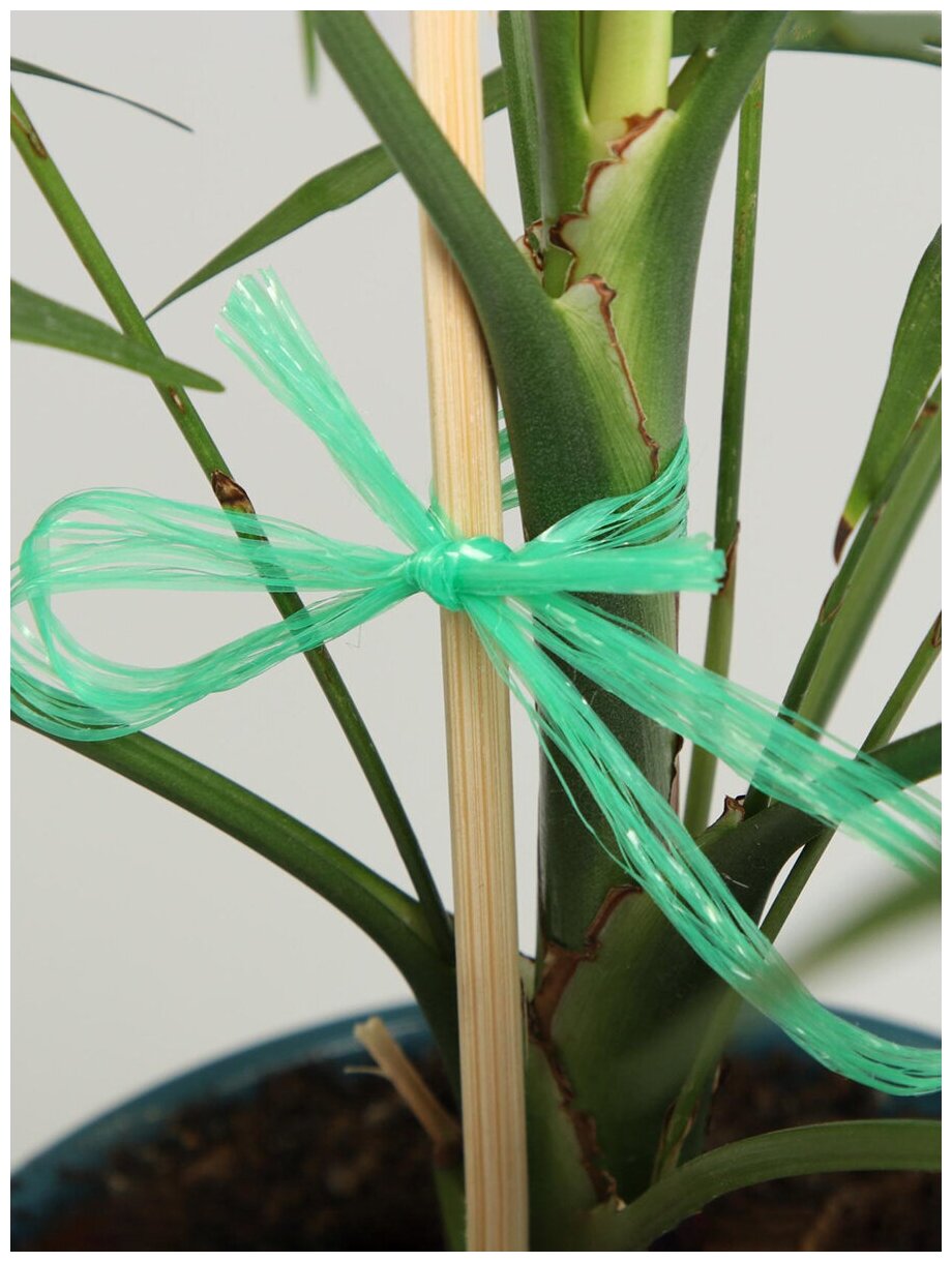 Шпагат для подвязки растений, 30 м, полипропилен, зелёный, Greengo - фотография № 6