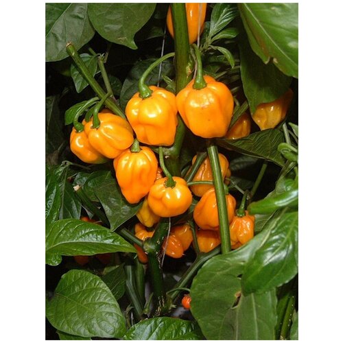 Семена Острый перец Scotch bonnet yellow (Шотландская шляпа желтый), 5 штук